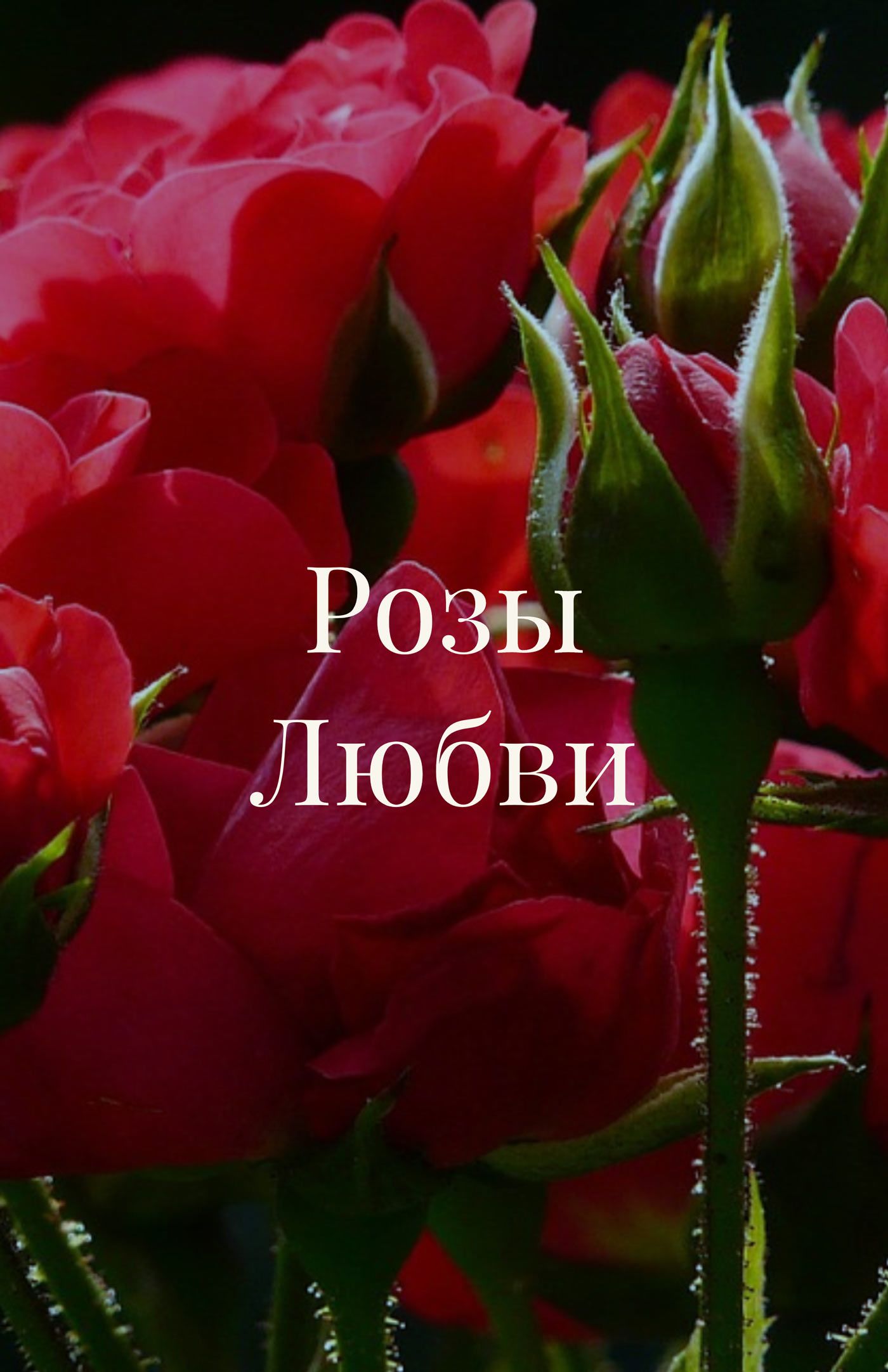 Розы Любви